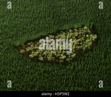 Remnant of native forest in a pine plantation, Stock Photo