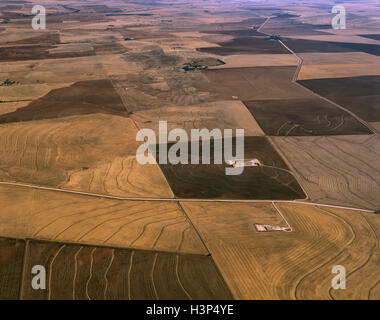 Wheatfields and other grain fields near Crystal Brook, Stock Photo