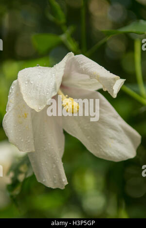Hibiscus aff. genevii, White Hibiscus Stock Photo