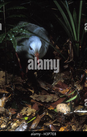 Kagu (Rhynochetos jubatus) Stock Photo