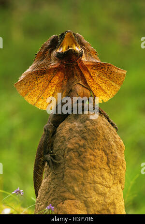 Frilled lizard (Chlamydosaurus kingii) Stock Photo