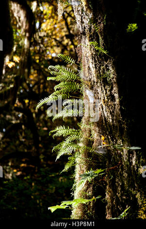 Ferns in Hoh Rainforest - Olympic National Park, near Forks, Washington, USA Stock Photo