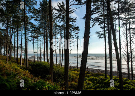 Trees at Ruby Beach - Olympic National Park, near Forks, Washington; USA Stock Photo