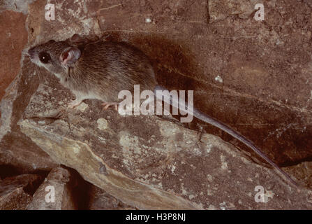 Common rock rat (Zyzomys argurus) Stock Photo