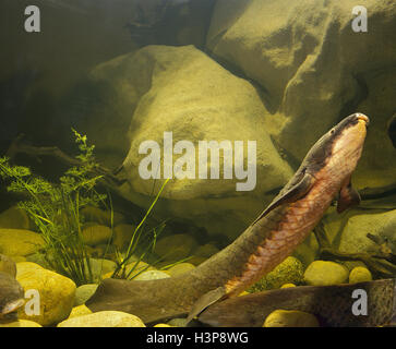 Queensland lungfish (Neoceratodus forsteri) Stock Photo