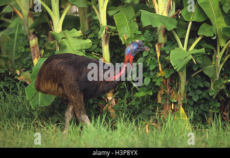 Southern cassowary (Casuarius casuarius) Stock Photo