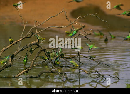Budgerigars (Melopsittacus undulatus) Stock Photo