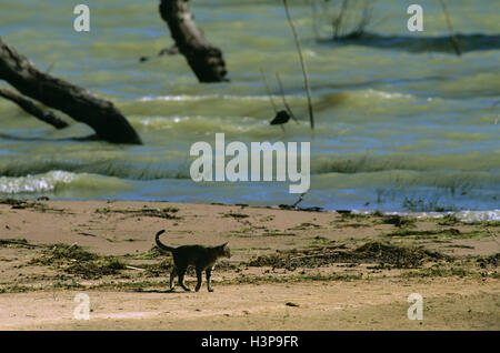 Domestic cat (Felis catus) Stock Photo