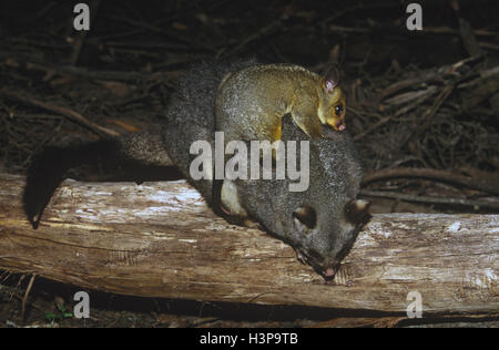 Common brushtail possum (Trichosurus vulpecula) Stock Photo