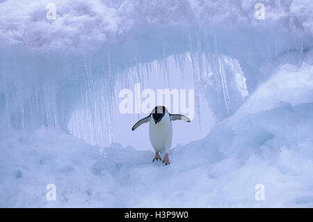 Adelie penguin (Pygoscelis adeliae) Stock Photo