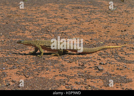 Perentie (Varanus giganteus) Stock Photo