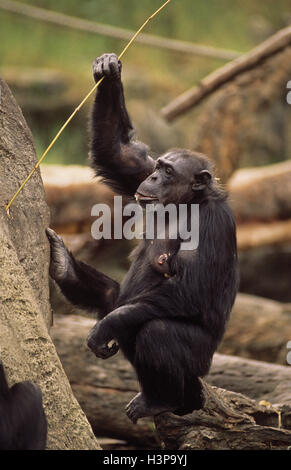 Common chimpanzee (Pan troglodytes), using stick to extract food from tree trunk. Captive animal. Stock Photo