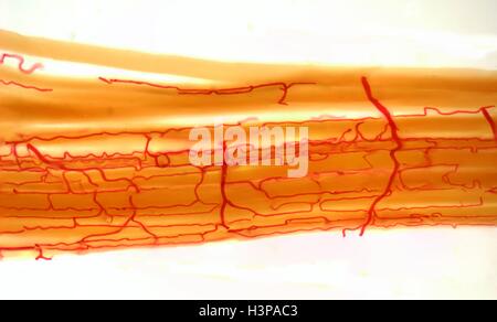 Blood supply to muscles. Light micrograph (LM) showing blood supply to muscle fibers. The muscle fibers (yellow) have been teased apart to reveal the capillary bed (red) that has been perfused with dye. Each muscle fibre has its own extensively branched fine capillary network surrounding it. Capillaries are the smallest blood vessels in the body. They have thin walls that allow dissolved nutrients and oxygen to pass into the surrounding muscle cells. Skeletal muscles are under voluntary control and move the bones of the skeleton. Magnification: x800 when printed 10cm wide. Stock Photo