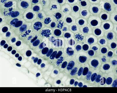 Mitosis. Light micrograph of onion (Allium cepa) root tip cells undergoing mitosis (nuclear division). Magnification: x600 when printed at 10 centimetres wide. Stock Photo