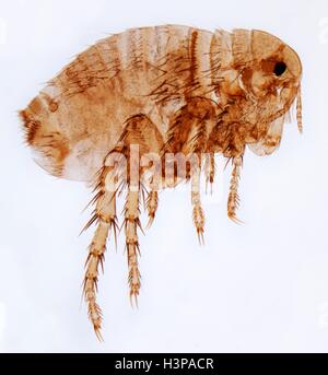 Human flea. Light micrograph (LM) of a female human flea (Pulex irratans). Fleas are wingless and flattened from side to side, which makes them difficult to dislodge in hair. They have enlarged hind legs for jumping. Fleas are a vector for various diseases. The female lacks the distinctinctive genitalia of the male flea. Magnification: x15 when printed at 10 centimetres wide. Stock Photo