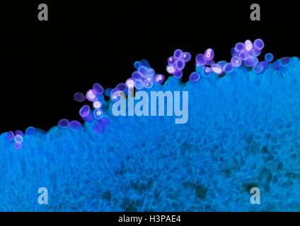 Mushroom gills. High power light micrograph (LM) of a section through ...