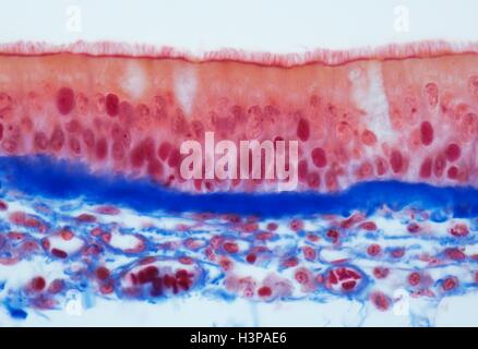 Trachea epithelium. Light micrograph (LM) of a vertical section through the pseudostratified columnar epithelium from the Stock Photo