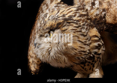 big brown owl on the black background Stock Photo