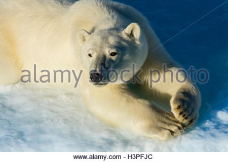Polar bear (Ursus maritimus) relaxing in the sun in the Canadian Arctic. Stock Photo