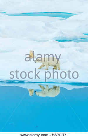 Reflection of mother and cub, polar bears (Ursus maritimus), Polar Bear Pass in Lancaster Sound. Stock Photo