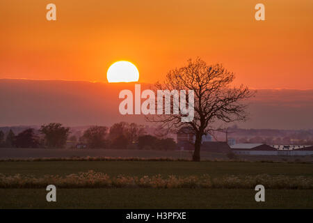 Tree at sunset in a rural lanscape in Osterlen, Skane / Scania. Sweden. Scandinavia. Stock Photo