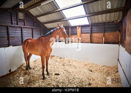 A horse in his stable during an open day at the Lawney Hill Racing yard in Aston Rowant, Oxfordshire Stock Photo