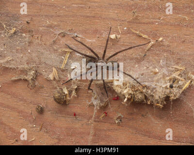 Common House Spider (Eratigena Atrica formally Tegenaria gigantea )