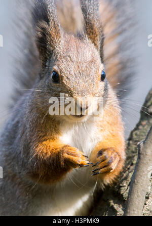 closeup of red squirrel siting on tree in winter forest Stock Photo