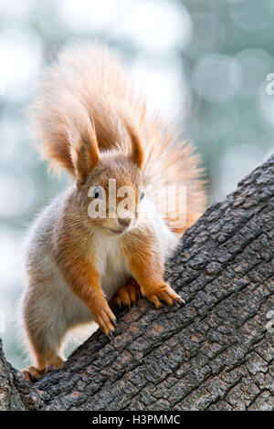 young red squirrel siting on tree trunk on blurred background Stock Photo