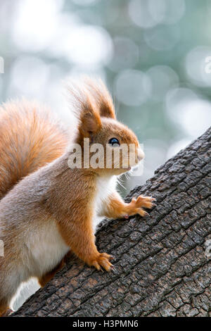 little red squirrel siting on tree trunk on blurred background Stock Photo