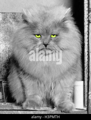 1940s LONG HAIR BLUE PERSIAN CAT LOOKING AT CAMERA WITH A GRUMPY ANNOYED ANGRY MEAN FACIAL EXPRESSION Stock Photo