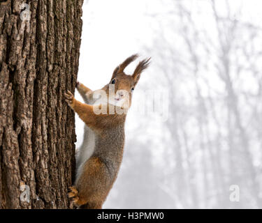 curious red squirrel siting on tree trunk in winter forest Stock Photo