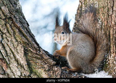 red squirrel siting on tree trunk at cold sunny day Stock Photo