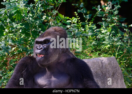 Male Silverback Western Lowland gorilla Close Up Stock Photo