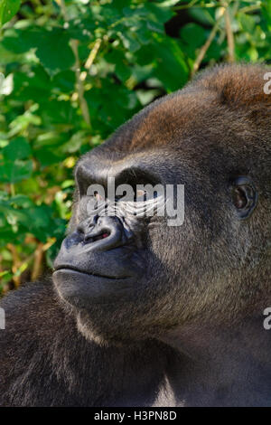 Male Silverback Western Lowland gorilla horizontal smile Stock Photo