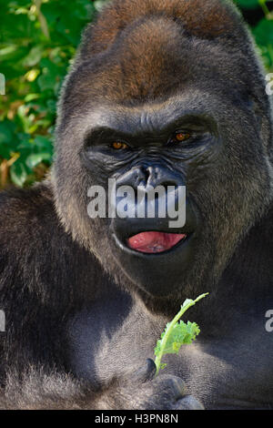 Male Silverback Western Lowland gorilla eating lettuce Stock Photo