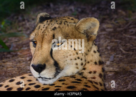 Cheetah  (Acinonyx jubatus) relaxing in the shade, laying down with his head raised and looking behind him. Stock Photo