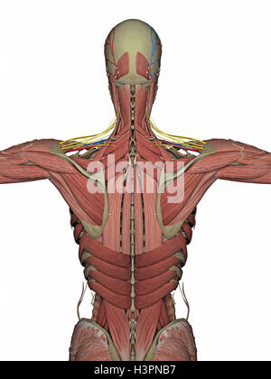 3d part of spine isolated white background Stock Photo - Alamy