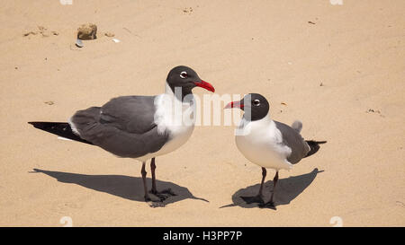 Laughing Gulls (Larus atricilla) aka seagulls on South Padre Island Beach, Texas Stock Photo
