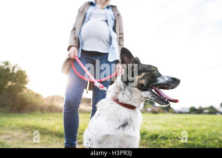 Unrecognizable pregnant woman with dog in green sunny nature Stock Photo