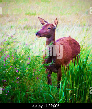 Red deer in countryside standing by reeds and colourful flowers illustration like oil painting Stock Photo