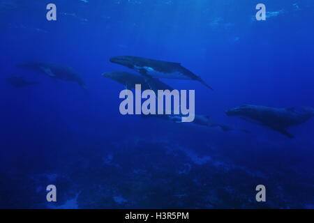 Group of humpback whales, Megaptera novaeangliae, underwater in the Pacific ocean, Rurutu island, Austral French Polynesia Stock Photo