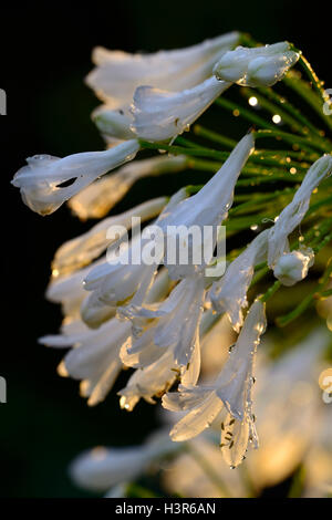 white agapanthus flowers backlit backlighting sunset glow glowing flower flowers flowering perennial RM Floral Stock Photo