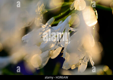 white agapanthus flowers backlit backlighting sunset glow glowing flower flowers flowering perennial RM Floral Stock Photo