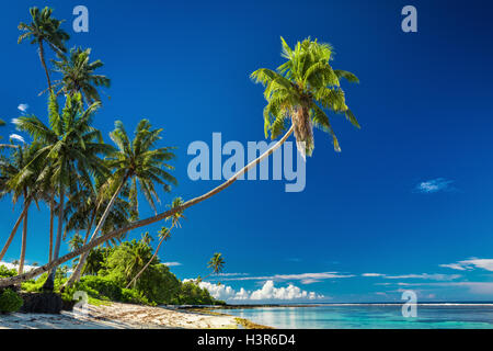 Tropical beach on south side of Samoa Island with coconut palm trees Stock Photo