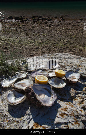 Opened empty oyster shells on sea coast Stock Photo