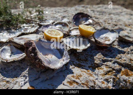 Opened empty oyster shells on sea coast Stock Photo
