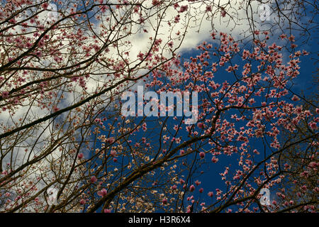 Magnolia campbellii pink flowers flowering trees tree canopy canopies Mount Congreve Gardens Waterford Ireland RM Floral Stock Photo