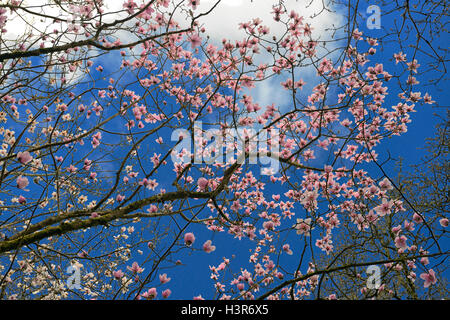 Magnolia campbellii pink flowers flowering trees tree canopy canopies Mount Congreve Gardens Waterford Ireland RM Floral Stock Photo