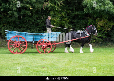 Shire horse pulling a cart at Weald and Downland open air museum, autumn countryside show, Singleton, Sussex, England Stock Photo